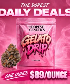 Gelato Drip Hybrid Bigs flower 28 grams Daily Deal